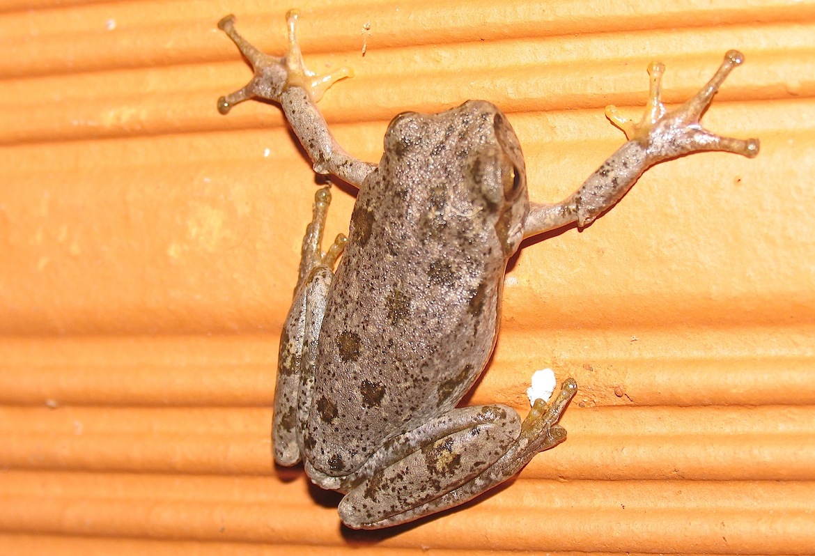 ID - Hyla sarda